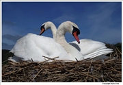 Mute-Swan-nesting-3